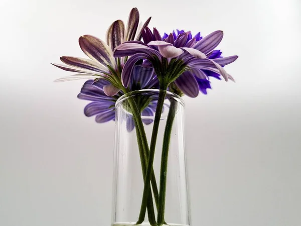 Closeup Shot Beautiful Flowers Bouquet Glass Vase Isolated White Background — Stock Photo, Image