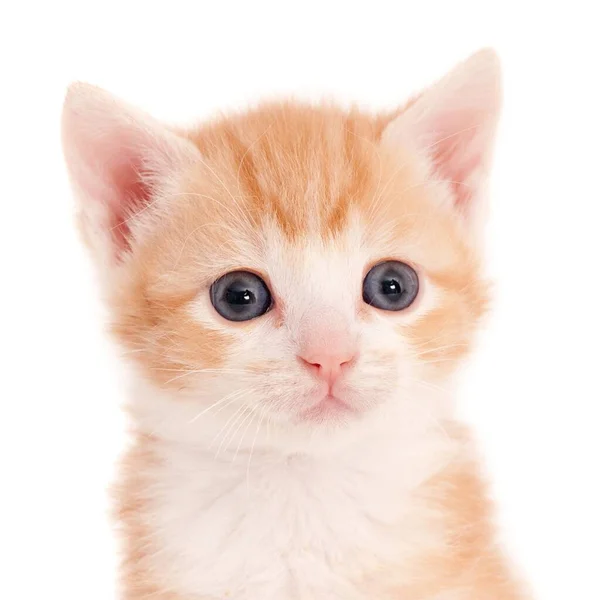 Isolated Closeup Shot Adorable Ginger Kitten Big Gray Eyes Front — Stock Photo, Image