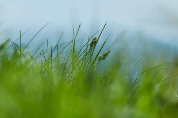 Low Angle Selective Focus Shot Grass Growing Some Blooms Blue — Stock Photo, Image