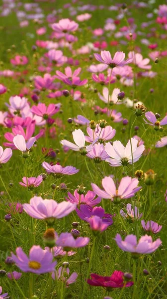 昼間は畑にピンク色のコスモスの花が咲く垂直ショット — ストック写真