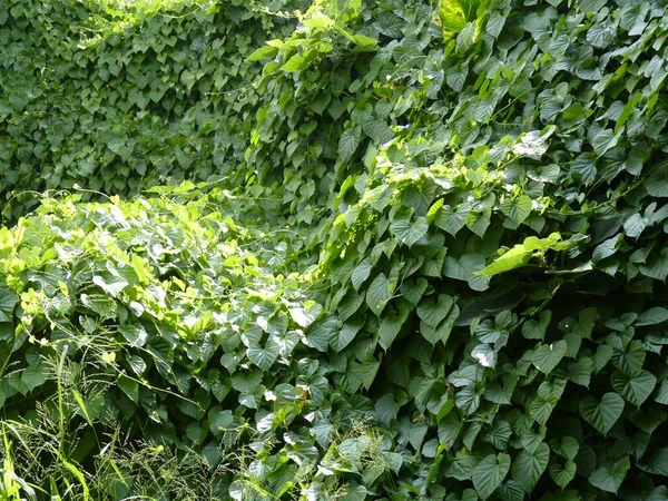 Een Close Shot Van Groeiende Planten Het Groen Perfect Voor — Stockfoto