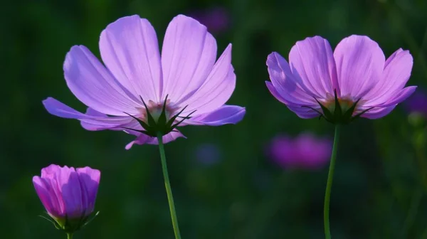 Selective Focus Shot Cosmos Flowers — Stock Photo, Image