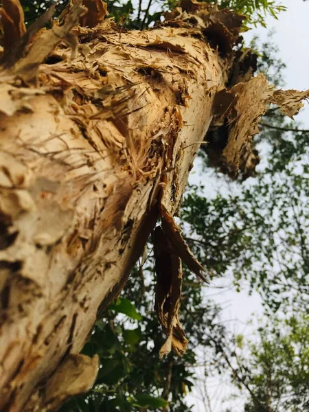 Plano Vertical Bajo Ángulo Del Tronco Viejo Árbol Marrón —  Fotos de Stock