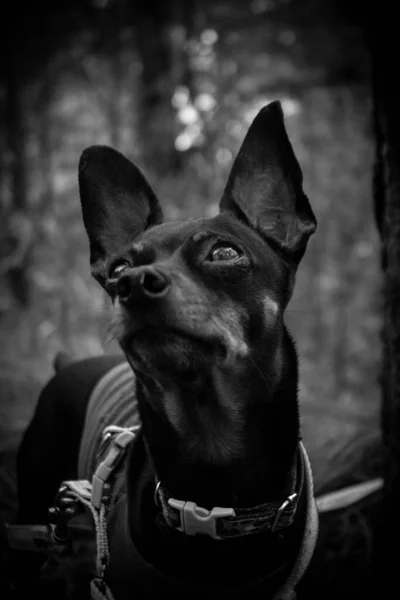 Vertikal Gråskala Närbild Skott Söt Prag Ratter Hund — Stockfoto