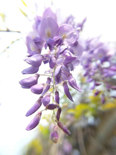 Colpo Verticale Fiori Glicine Cinese Viola Fiore Sui Fagioli — Foto Stock