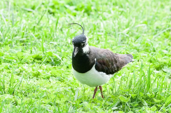 Närbild Skott Svart Och Vit Fågel Står Gräset Dagtid — Stockfoto