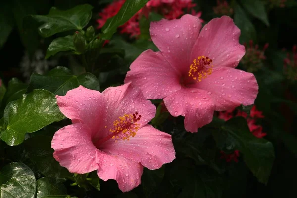 Closeup Shot Chinese Hibiscus Flowers — Stock Photo, Image