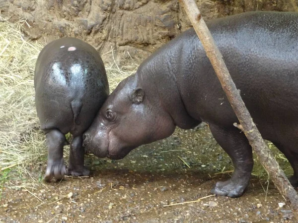 Гіпопопотама Який Ходить Землі Зоопарку — стокове фото