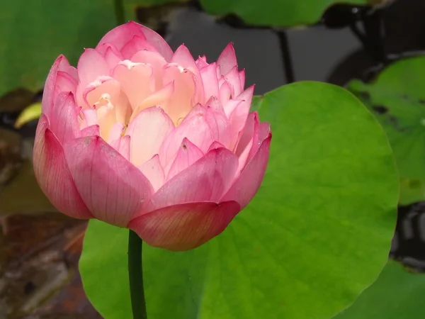 Sebuah Gambar Closeup Yang Indah Dari Bunga Teratai Merah Muda — Stok Foto