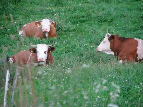 Κοντινό Πλάνο Αγελάδων Γαλακτοπαραγωγής Που Βόσκουν Βοσκότοπους Πράσινα Χόρτα — Φωτογραφία Αρχείου