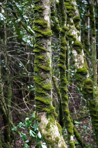 Вертикальный Снимок Дерева Мхом Лесу — стоковое фото