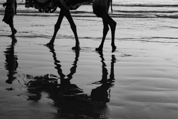 Tiro Escala Grises Camello Una Persona Caminando Una Playa Lado — Foto de Stock