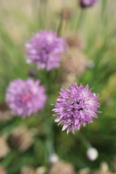 Vertical Selective Focus Shot Chives Flowers — Stock Photo, Image