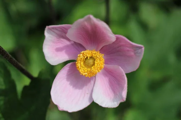 Selective Focus Shot Pink Japanese Anemone Flower — Stock Photo, Image