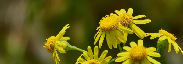 Zbliżenie Ujęcie Pięknego Żółtego Jacobaea Vulgaris Kwiaty Rozmytym Tle — Zdjęcie stockowe