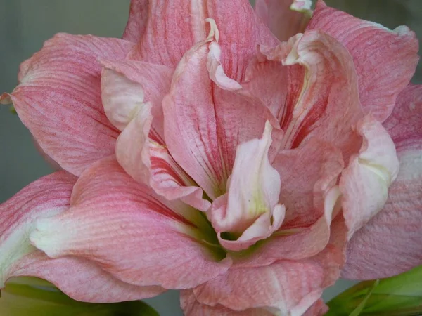 Bulanık Bir Arkaplanda Pembe Güney Afrika Amaryllis Inin Güzel Yatay — Stok fotoğraf