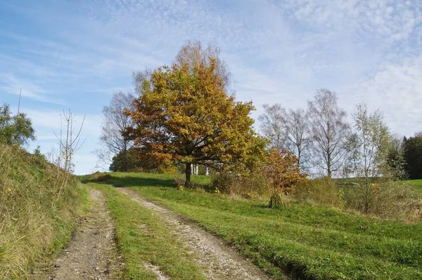 Eine Wunderschöne Landschaft Mit Bunten Bäumen Tagsüber — Stockfoto