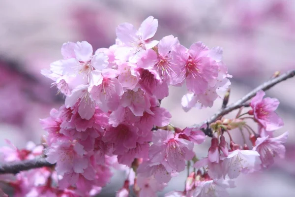 Eine Selektive Fokusaufnahme Von Rosa Sakura Blütenzweig — Stockfoto