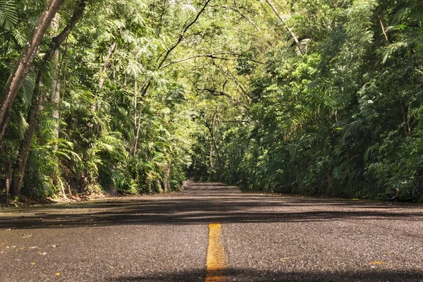 光天化日之下 一条被绿色植物和树木环绕的空旷的道路 — 图库照片