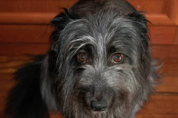 Een Schattige Zwarte Tibetaanse Terriër Hond Zit Naast Tafel — Stockfoto