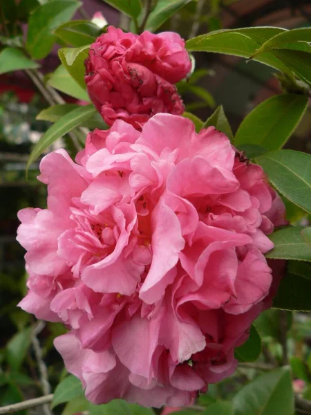 Colpo Verticale Camelia Con Petali Rosa Sotto Luce Del Sole — Foto Stock