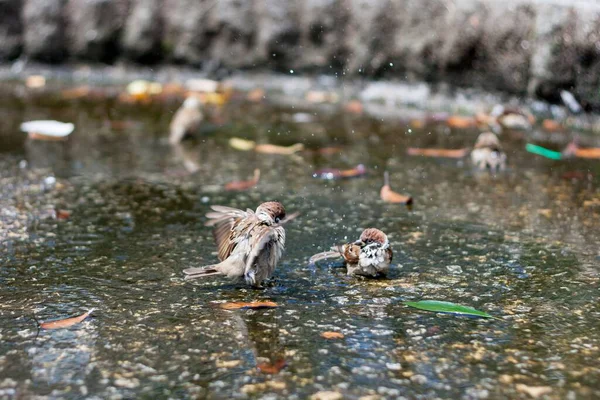 Eine Nahaufnahme Einer Schönen Stockente Einem See — Stockfoto