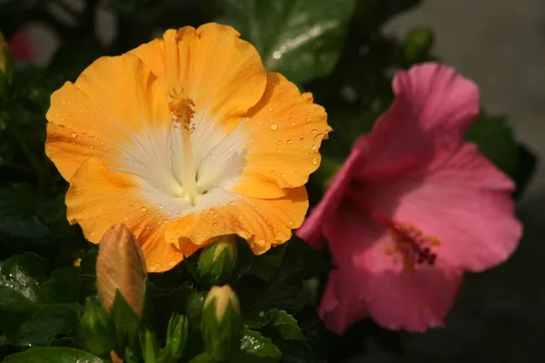 Gros Plan Fleurs Chinoises Hibiscus — Photo