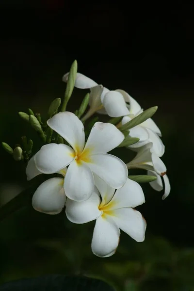 Een Verticaal Close Shot Van Witte Mexicaanse Frangipani Bloemen — Stockfoto