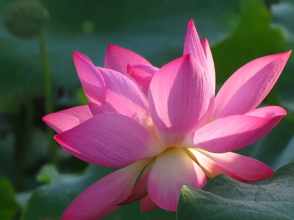 Eine Nahaufnahme Von Rosa Lotusblüte — Stockfoto