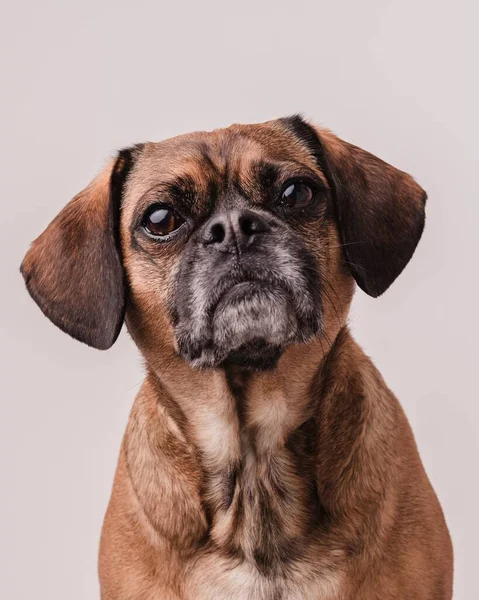 かわいい茶色の垂直なショット白い背景を持つパグ犬 — ストック写真