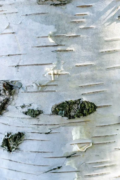 무늬가 포플러 나무껍질의 — 스톡 사진