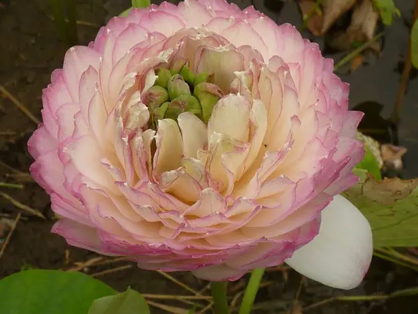 Close Uma Flor Lótus Rosa Florescendo Vegetação Durante Dia — Fotografia de Stock