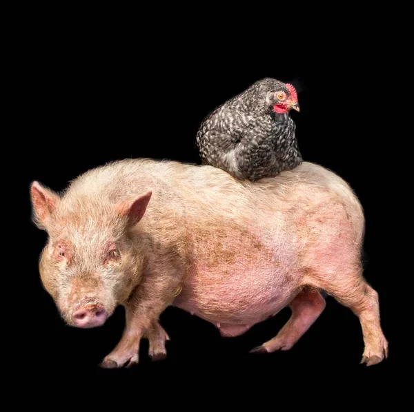 Primer Plano Cerdo Con Gallo Gris Sentado Aislado Sobre Fondo — Foto de Stock