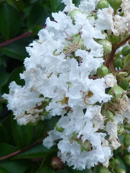 Eine Vertikale Nahaufnahme Blühender Weißer Blumen Grünen Tag — Stockfoto