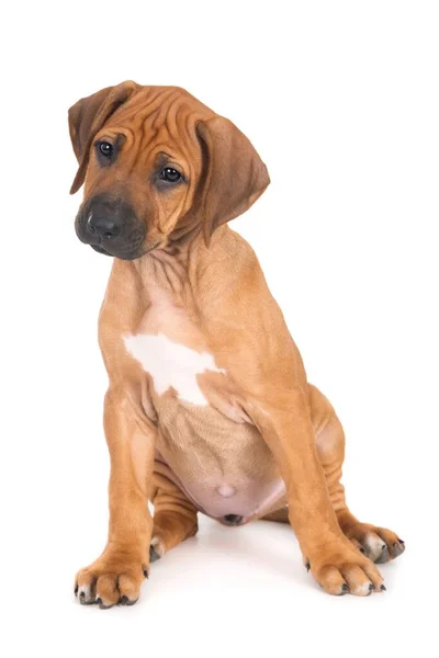 Rodezya Sırtlı Bir Köpek Yavrusunun Beyaz Bir Arka Planda Oturup — Stok fotoğraf