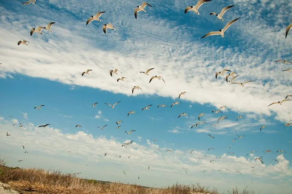 Стая Птиц Летающих Небе Над Пляжем — стоковое фото