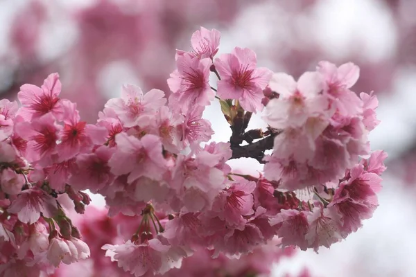 Eine Nahaufnahme Von Kirschblüten Sakura — Stockfoto