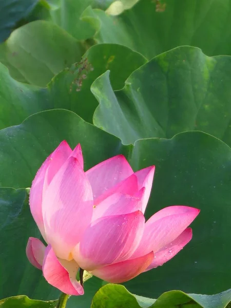 Вертикальний Знімок Квітучої Рожевої Квітки Лотоса Зелені Вдень — стокове фото