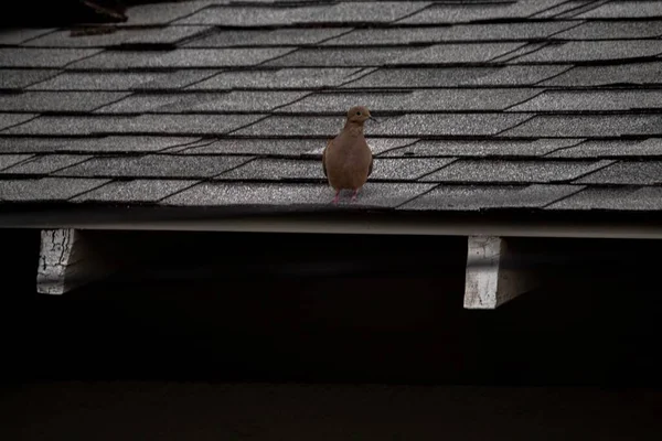 낮에는 산비둘기 — 스톡 사진