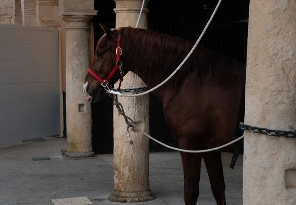 Een Paard Een Boerderij Corboda Andalusië Spanje Overdag — Stockfoto