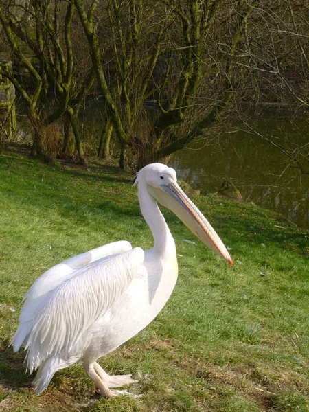 Der Große Weiße Pelikan Mit Dem Langen Schnabel Park — Stockfoto