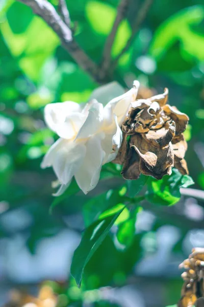 Pionowe Płytkie Zdjęcie Ostrości Białych Suchych Róż Krzewie — Zdjęcie stockowe