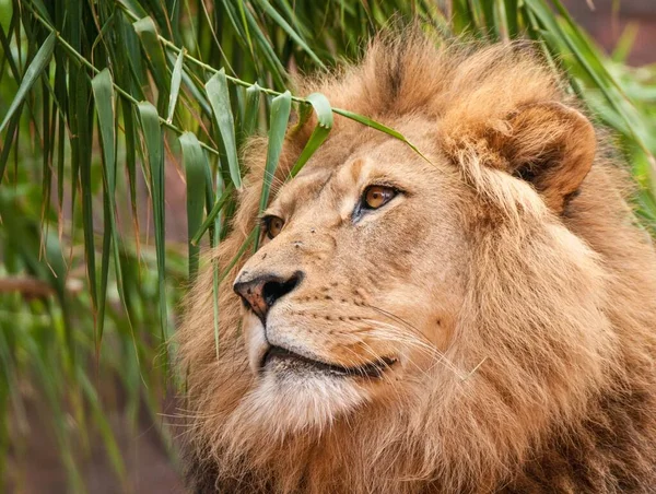 Ένα Κοντινό Πλάνο Ενός Περήφανου Λιονταριού Κεφάλι Του Ανάμεσα Στα — Φωτογραφία Αρχείου
