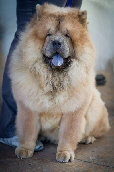 Pionowe Ujęcie Puszystego Chow Dog Siedzi Obok Osoby Językiem Zewnątrz — Zdjęcie stockowe