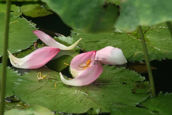 昼間は緑の中に咲くピンクの蓮の花のクローズアップ — ストック写真