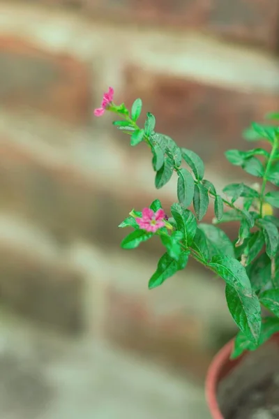 Tiro Foco Raso Vertical Uma Bela Planta Verde Com Flores — Fotografia de Stock