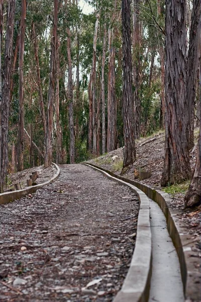 Sentiero Circondato Verdi Alberi Nella Foresta — Foto Stock