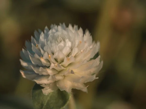 Closeup Shot White Clover Flower Field Blurred Background — Stock Photo, Image