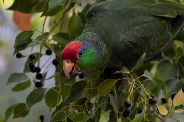 Loro Verde Comiendo Bayas Una Rama Árbol — Foto de Stock