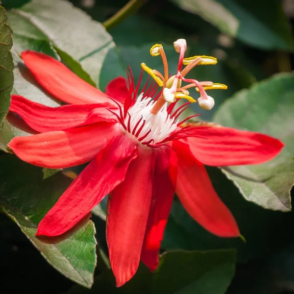 Closeup Shot Amazing Red Lily — Stock Photo, Image